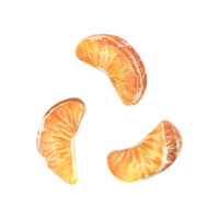Peeled orange tangerine individual slices. Watercolor illustration, hand drawn. Set of isolated elements png