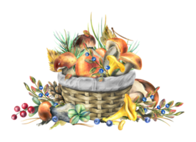 Forest edible mushrooms boletus and chanterelles with pine branches, shisha and blueberries in a wicker basket. Watercolor illustration, hand drawn. Isolated composition png