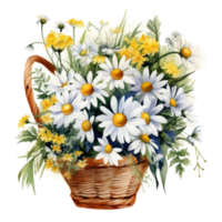 aquarelle camomille fleurs bouquet isolé png