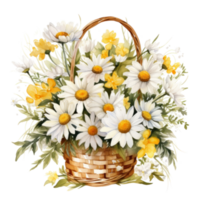 aquarelle camomille fleurs bouquet isolé png