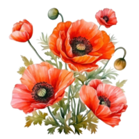 Poppy flowers isolated png