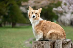 retrato de un galés corgi perro sentado en un árbol tocón foto