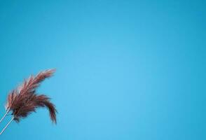 Natural pampas grass on blue background. Minimal concept with copy space. 3d rendering photo