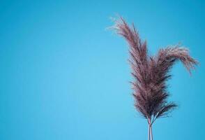 Natural pampas grass on blue background. Minimal concept with copy space. 3d rendering photo