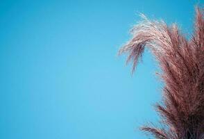 Natural pampas grass on blue background. Minimal concept with copy space. 3d rendering photo