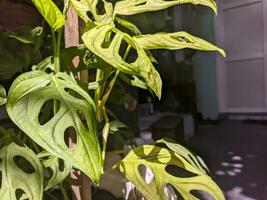 A monstera adansonii plant photo