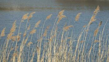 dramatic sunrise over the calm river in spring with bent grass against sun. Daugava, Latvia photo