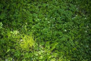 flowering ears of weeds. natural lawn in the bright sun photo