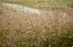 Fluffy Wild Flower Plants beautiful picture on your desktop photo