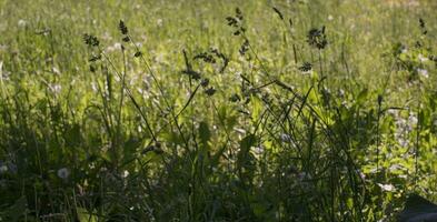 flowering ears of weeds. natural lawn in the bright sun photo