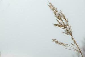 Summer dried wild glass on the white background concept frame. Copy space photo