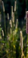 Flowers of plantain in early morning sun. photo