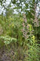 flowering ears of weeds. natural lawn in the bright sun photo