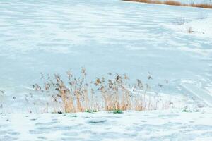 Winter sunset over frozen pond . High grass covered with snow. photo