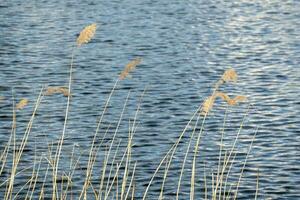 dramatic sunrise over the calm river in spring with bent grass against sun. Daugava, Latvia photo