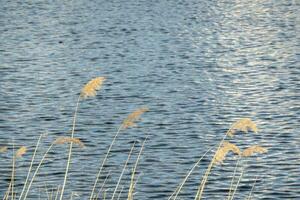 dramatic sunrise over the calm river in spring with bent grass against sun. Daugava, Latvia photo