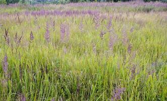 flowering ears of weeds. natural lawn in the bright sun photo