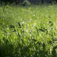 flowering ears of weeds. natural lawn in the bright sun photo
