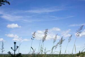 When the wind blows nature sky background photo