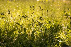 flowering ears of weeds. natural lawn in the bright sun photo