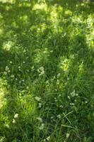 flowering ears of weeds. natural lawn in the bright sun photo