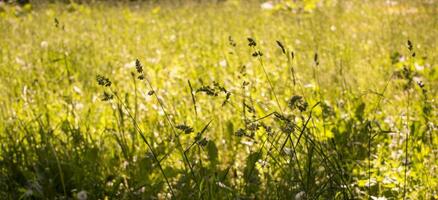 flowering ears of weeds. natural lawn in the bright sun photo