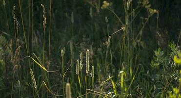 Flowers of plantain in early morning sun. photo