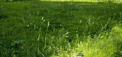 flowering ears of weeds. natural lawn in the bright sun photo