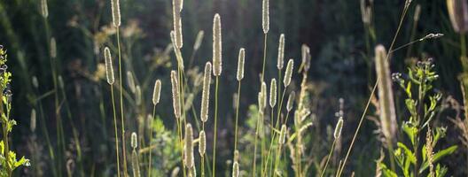 Flowers of plantain in early morning sun. photo