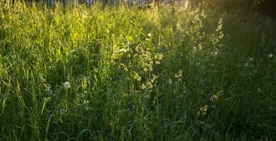 flowering ears of weeds. natural lawn in the bright sun photo