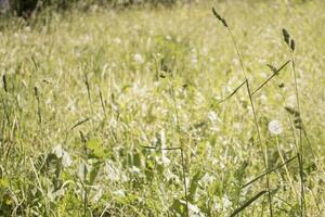 flowering ears of weeds. natural lawn in the bright sun photo