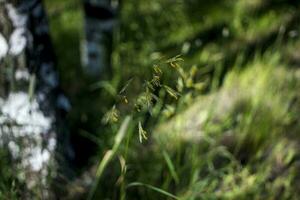 antecedentes herboso flores verde césped de cerca en contra el ajuste Dom. foto