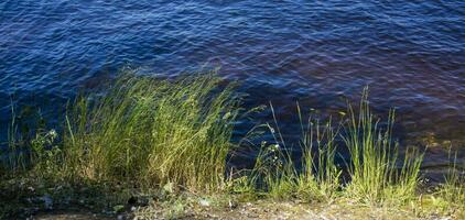 dramatic sunrise over the calm river in spring with bent grass against sun. Daugava, Latvia photo