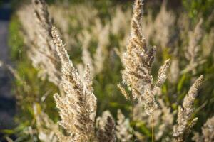 Fluffy Wild Flower Plants beautiful picture on your desktop photo