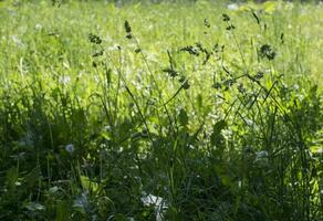 flowering ears of weeds. natural lawn in the bright sun photo