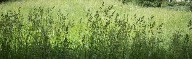 flowering ears of weeds. natural lawn in the bright sun photo