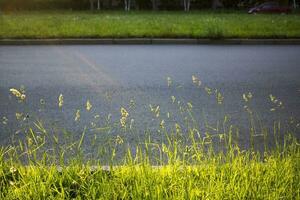 flowering ears of weeds. natural lawn in the bright sun photo