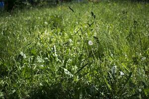 flowering ears of weeds. natural lawn in the bright sun photo