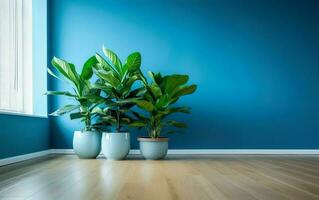 The indoor potted plants decoration in modern room with a wooden floor and blue wall. photo