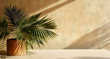 Brown cement wall and floor, palm tree in vase in a sunlight, long shadow for luxury interior design decoration, product display background, photo