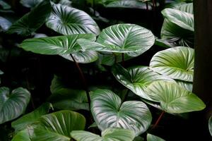 Low light green leaf at sunny background. photo