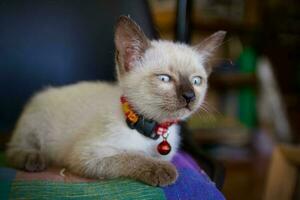 The little kitten sleeps in a soft cushion. photo