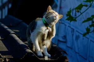 cute little cat on the roof photo