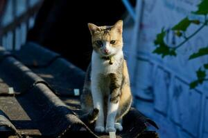 linda pequeño gato en el techo foto