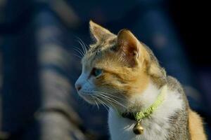 linda pequeño gato en el techo foto