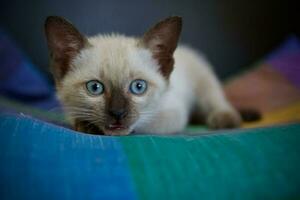 The little kitten sleeps in a soft cushion. photo