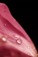 hermosa rosado flor con Rocío gotas, floral belleza foto