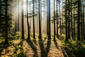 Forest during daytime photo