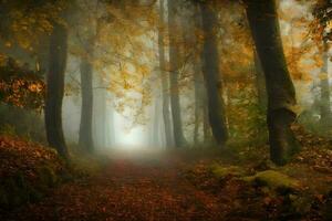 Dark path in a misty autumn forest photo