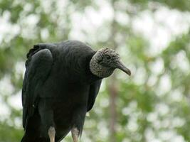 urubu-preto nombre cientifico coragyps atratus negro buitre foto